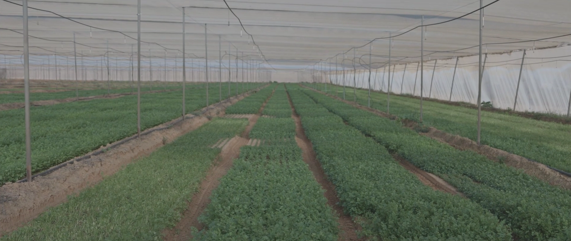 Crops needing attention.